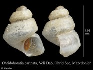 Ohridohoratia carinata