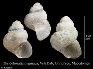 Ohridohoratia pygmaea