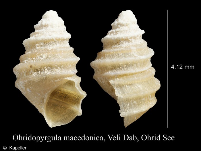 Ohridopyrgula macedonica Ohridopyrgula macedonica