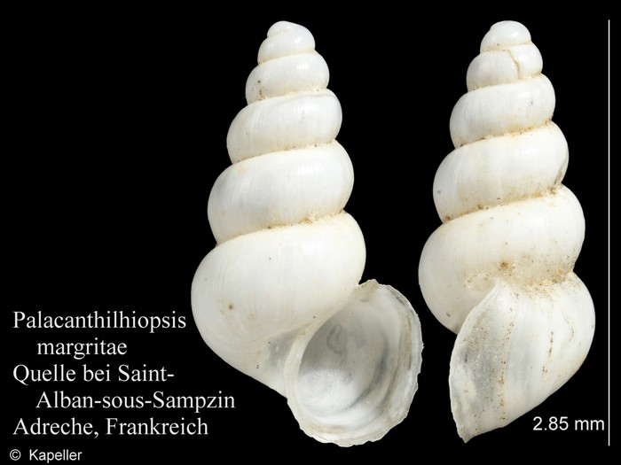 Palacanthilhiopsis margritae Palacanthilhiopsis margritae