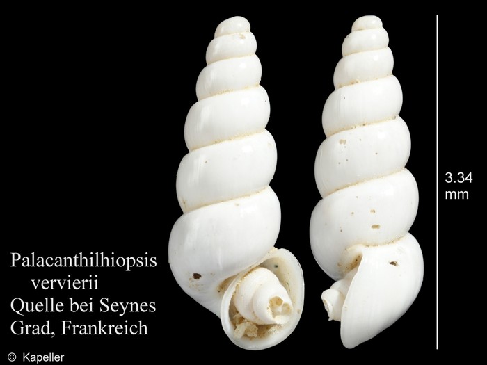 Palacanthilhiopsis vervierii Palacanthilhiopsis vervierii