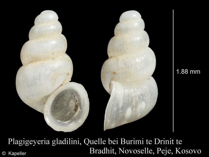 Plagigeyeria gladilini Plagigeyeria gladilini