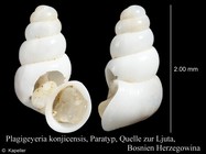 Plagigeyeria konjicensis