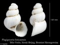 Mollusca (molluscs)