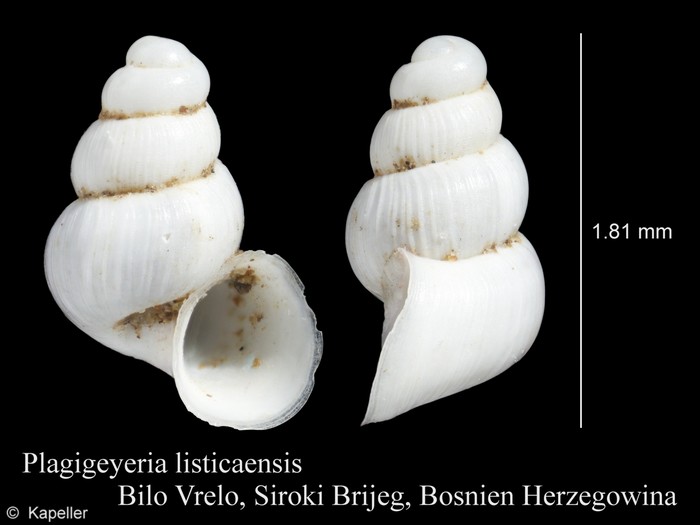 Plagigeyeria listicaensis Plagigeyeria listicaensis
