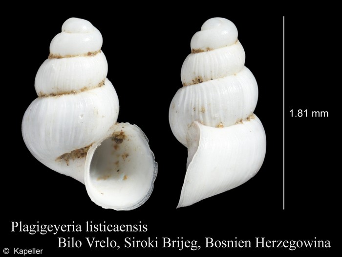 Plagigeyeria listicaensis