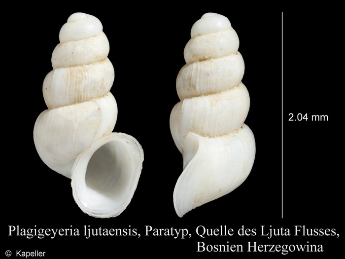 Plagigeyeria ljutaensis Plagigeyeria ljutaensis
