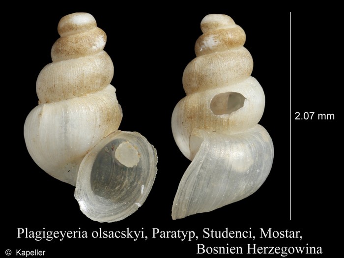 Plagigeyeria olsavskyi