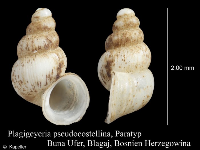 Plagigeyeria pseudocostellina