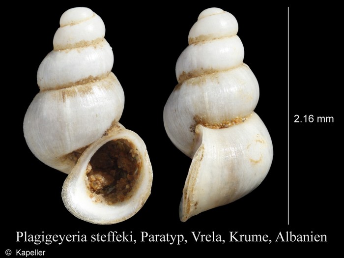 Plagigeyeria steffeki Plagigeyeria steffeki