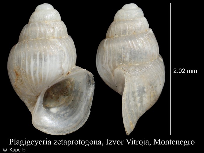 Plagigeyeria zetaprotogona