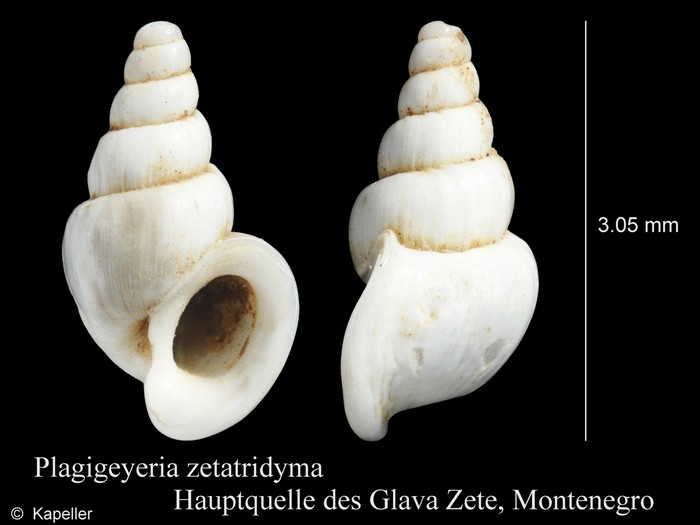 Plagigeyeria zetatridyma