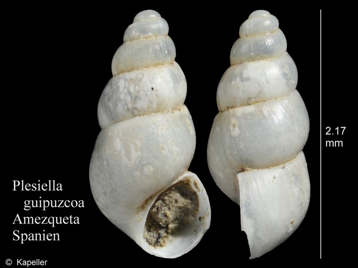 Plesiella guipuzcoa Plesiella guipuzcoa