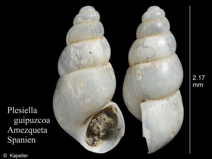 Plesiella guipuzcoa