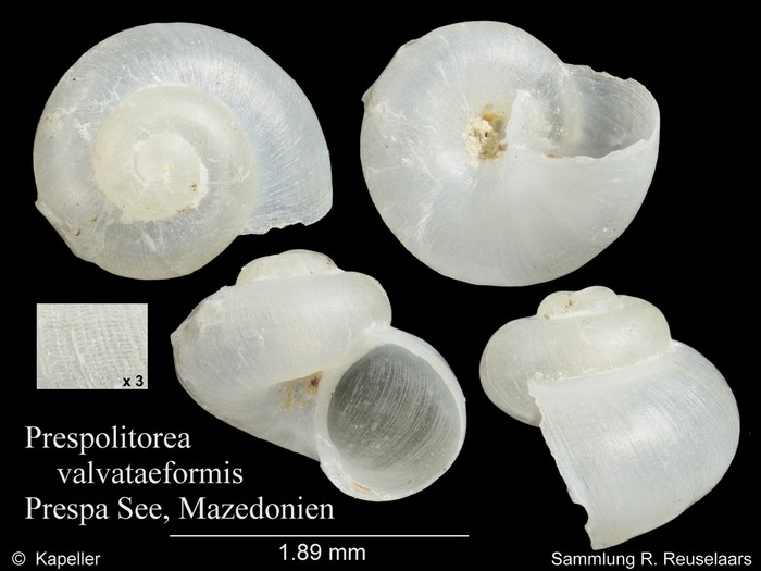 Prespolitorea valvataeformis Prespolitorea valvataeformis