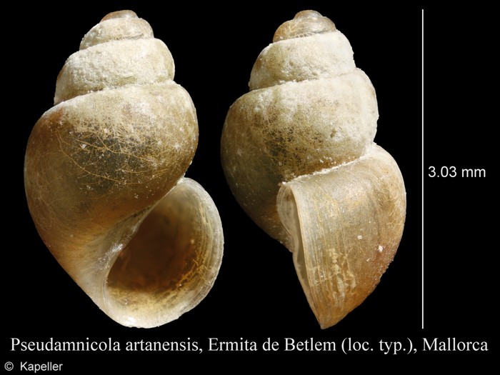 Pseudamnicola artanensis Pseudamnicola artanensis