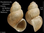 Pseudamnicola artanensis