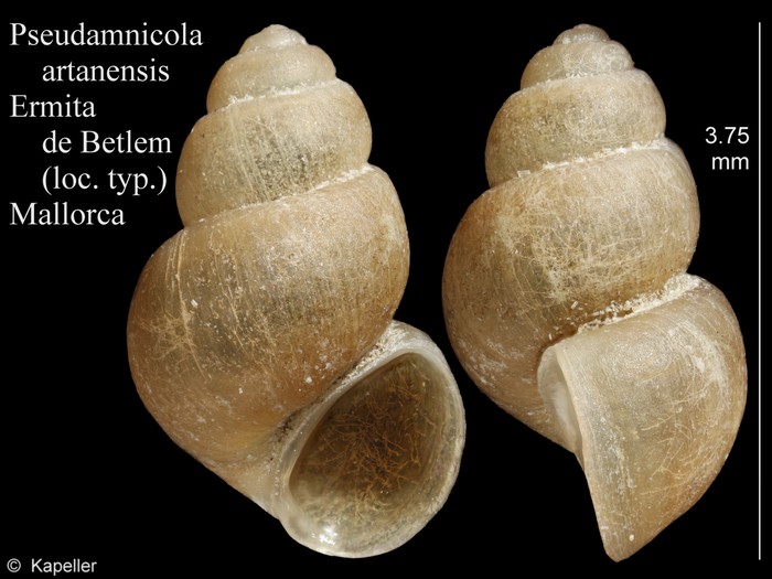 Pseudamnicola artanensis Pseudamnicola artanensis