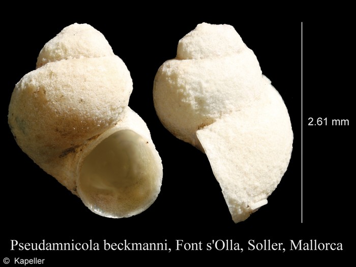 Pseudamnicola beckmanni Pseudamnicola beckmanni