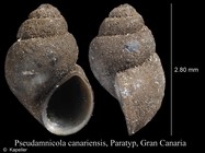 Pseudamnicola canariensis