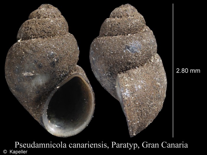 Pseudamnicola canariensis Pseudamnicola canariensis