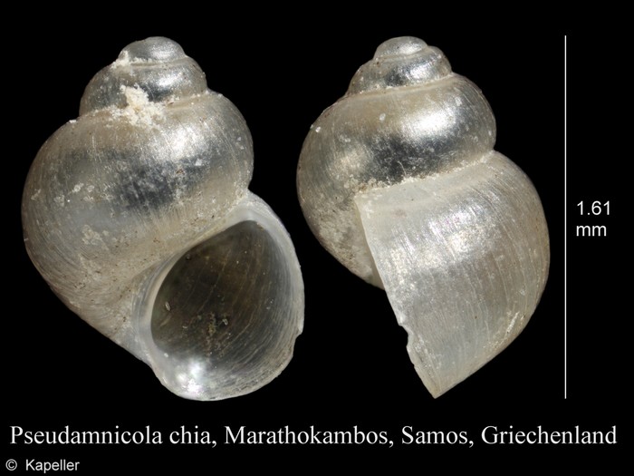 Pseudamnicola chia Pseudamnicola chia