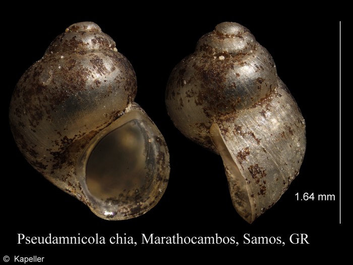 Pseudamnicola chia Pseudamnicola chia