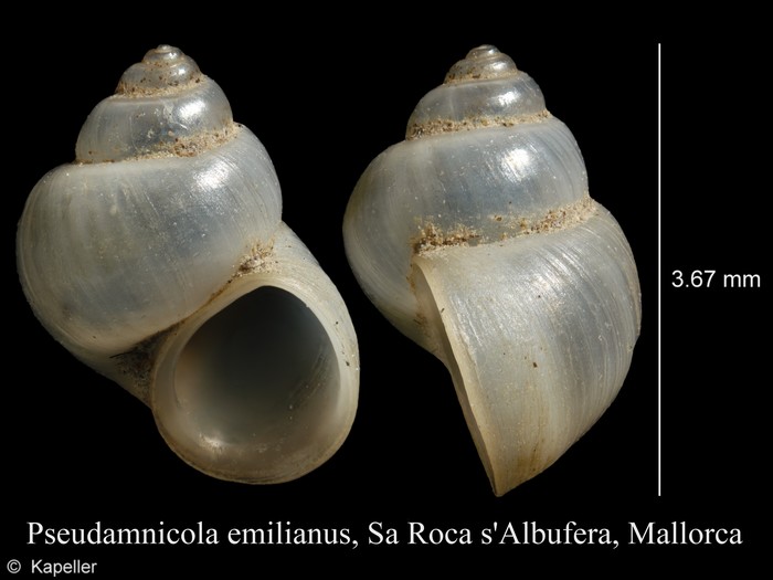 Pseudamnicola emilianus Pseudamnicola emilianus