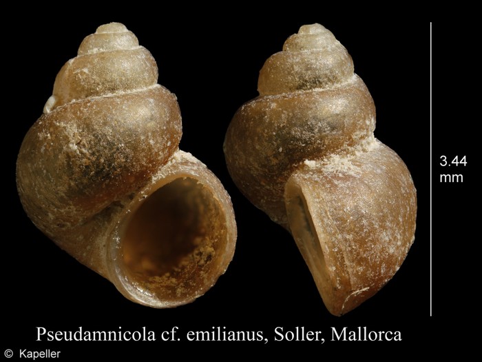 Pseudamnicola emilianus