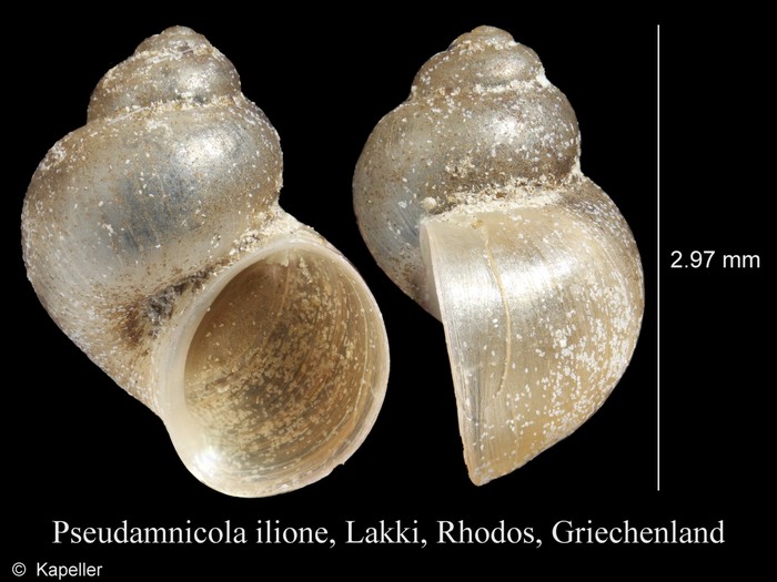 Pseudamnicola ilione Pseudamnicola ilione