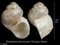 Mollusca (molluscs)