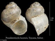 Pseudamnicola lucensis