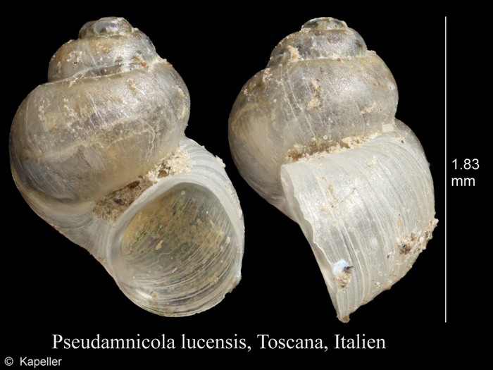 Pseudamnicola lucensis