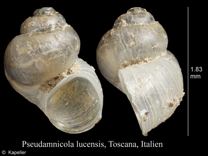 Pseudamnicola lucensis Pseudamnicola lucensis