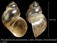 Pseudamnicola macrostoma