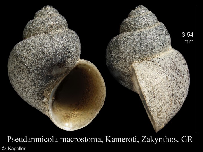Pseudamnicola macrostoma Pseudamnicola macrostoma