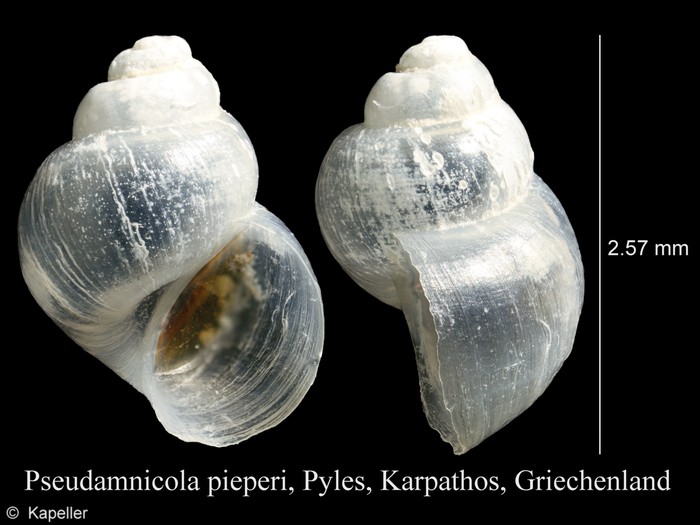 Pseudamnicola pieperi Pseudamnicola pieperi