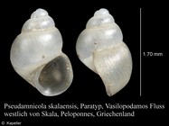 Pseudamnicola skalaensis