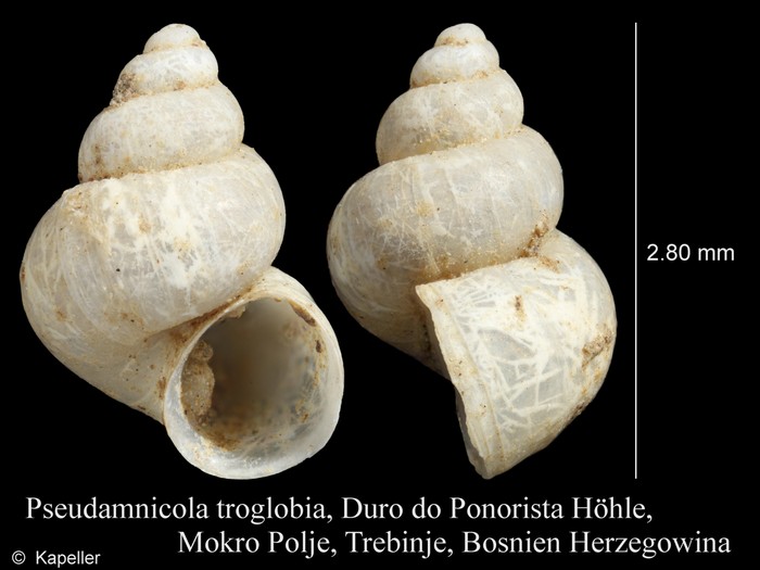 Pseudamnicola troglobia