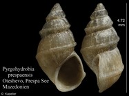 Pyrgohydrobia prespaensis