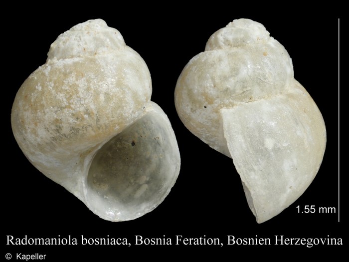 Radomaniola bosniaca Radomaniola bosniaca