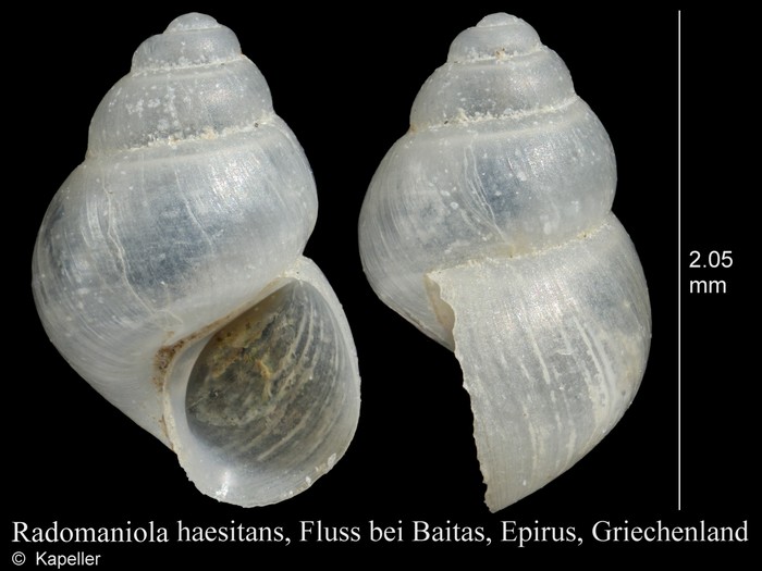 Radomaniola haesitans Radomaniola haesitans