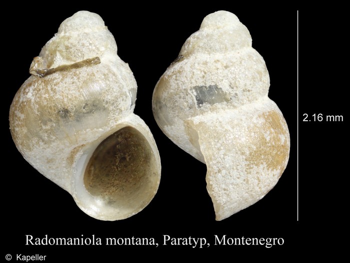Radomaniola montana Radomaniola montana
