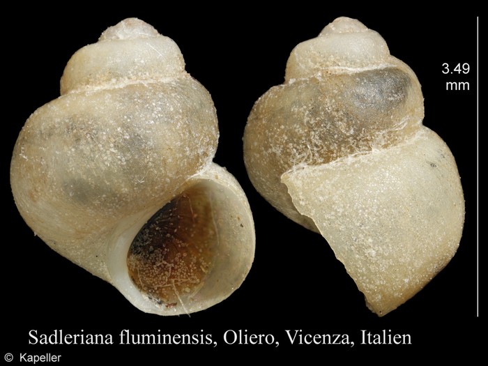 Sadleriana fluminensis Sadleriana fluminensis