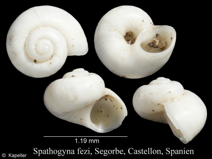 Spathogyna fezi Spathogyna fezi