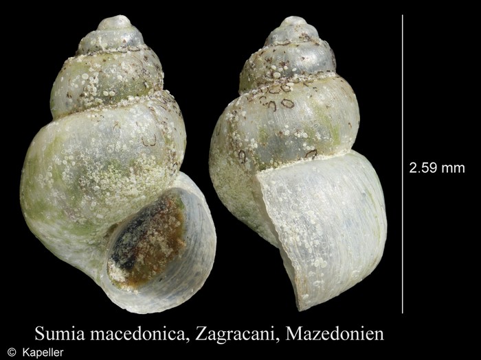Sumia macedonica Sumia macedonica