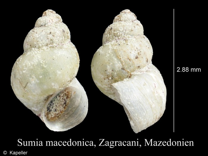 Sumia macedonica Sumia macedonica