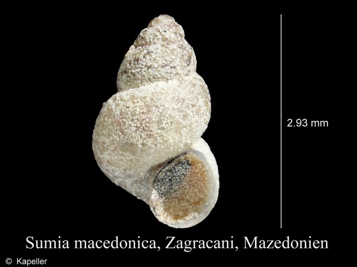 Sumia macedonica Sumia macedonica