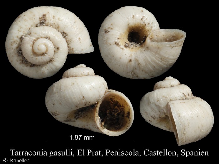 Tarraconia gasulli