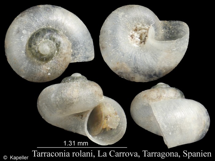 Tarraconia rolani Tarraconia rolani